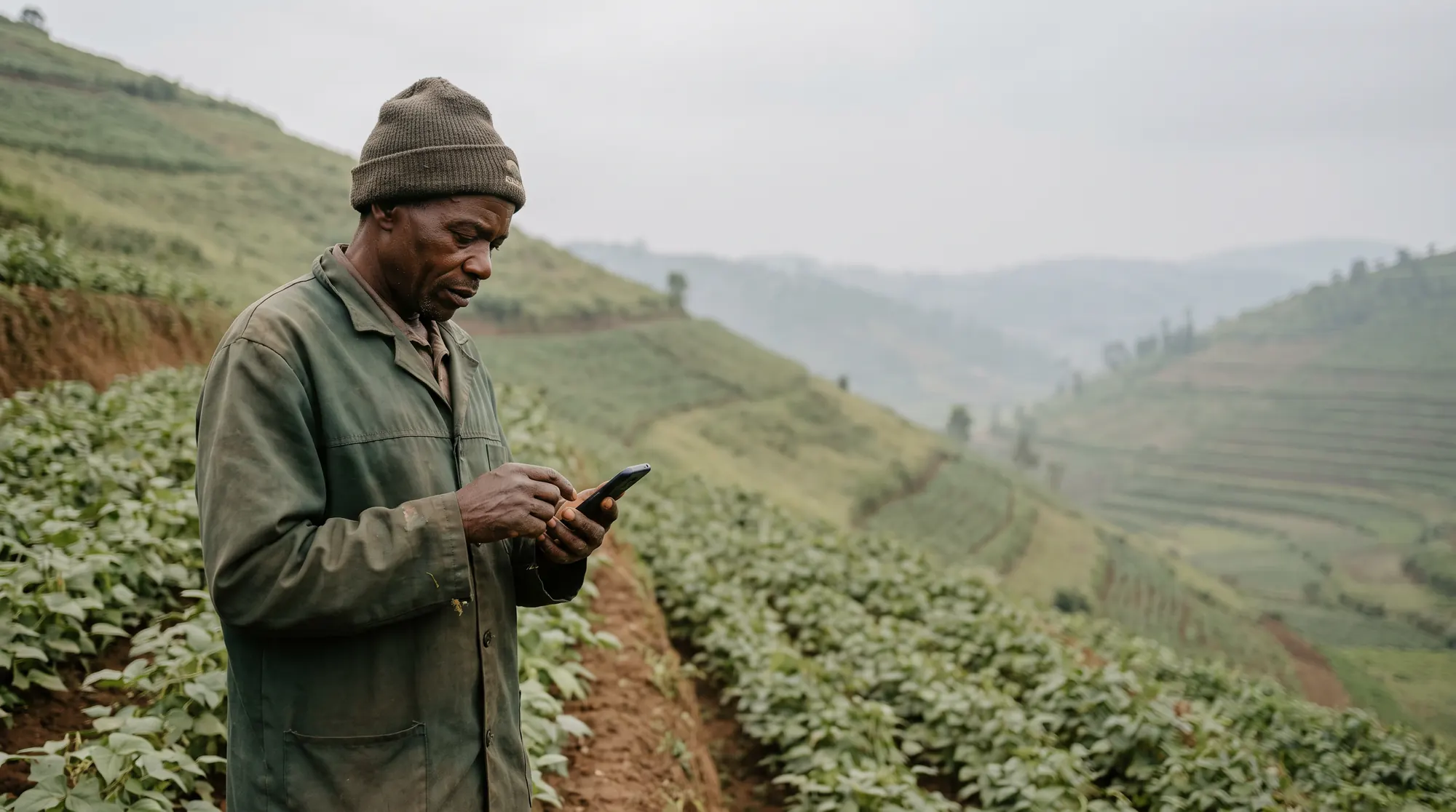 A farm supervisor checks his phone at the edge of a bean field on a terraced hillside.